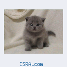 Scottish fold