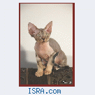 Devon rex