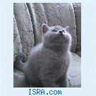 Scottish fold