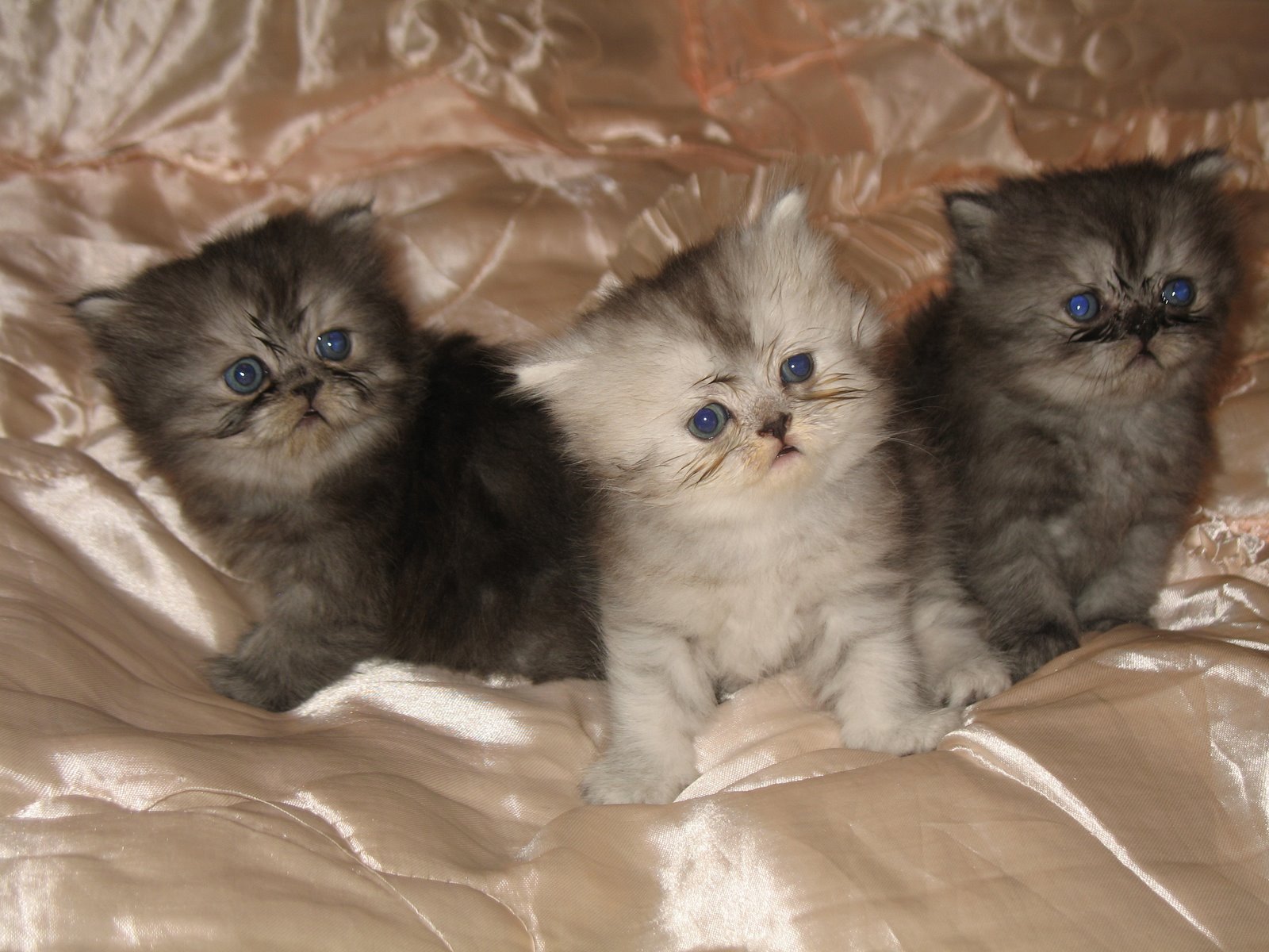 Породистые персидские котята продаются
