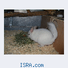 Chinchilla