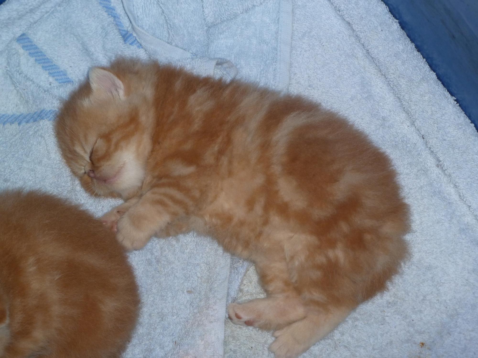 Рыжий новорожденный котенок