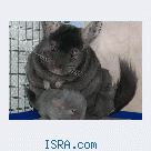 Chinchilla