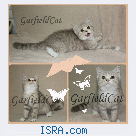 Питомник британцев GarfieldCat