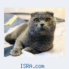 Вязка. Scottish Fold