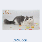 Британский котик