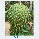 Soursop-Cancerkiler!