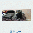 Вязка. Scottish Fold