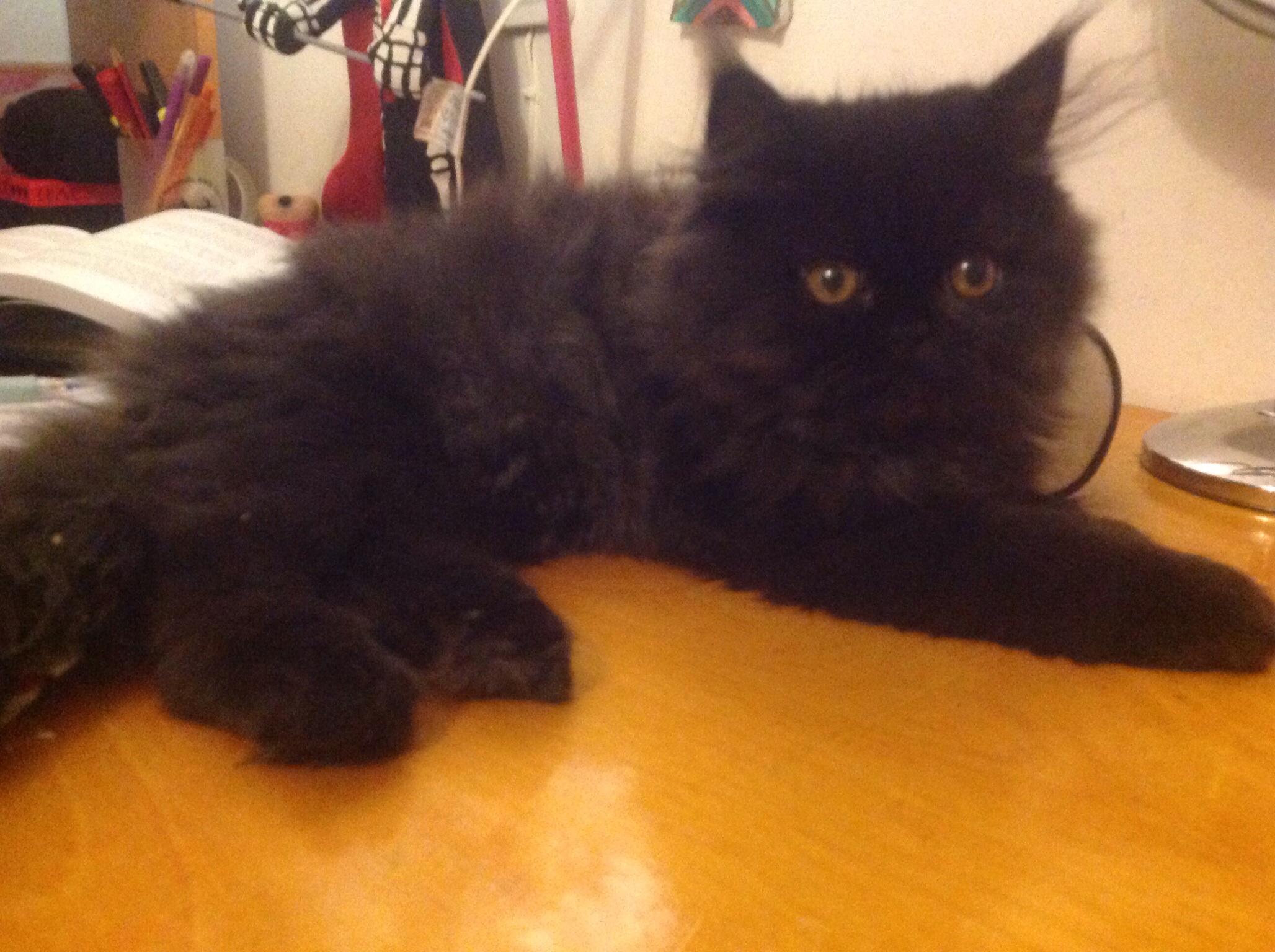 Персидский котенок черного цвета