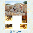 Wheaten Terrier