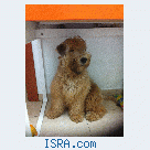 wheaten terrier