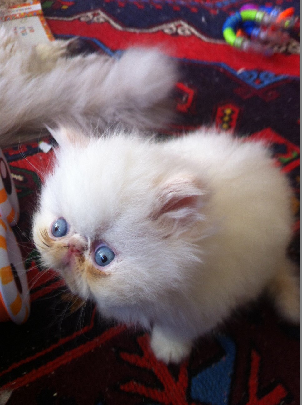 Лысый персидский кот10