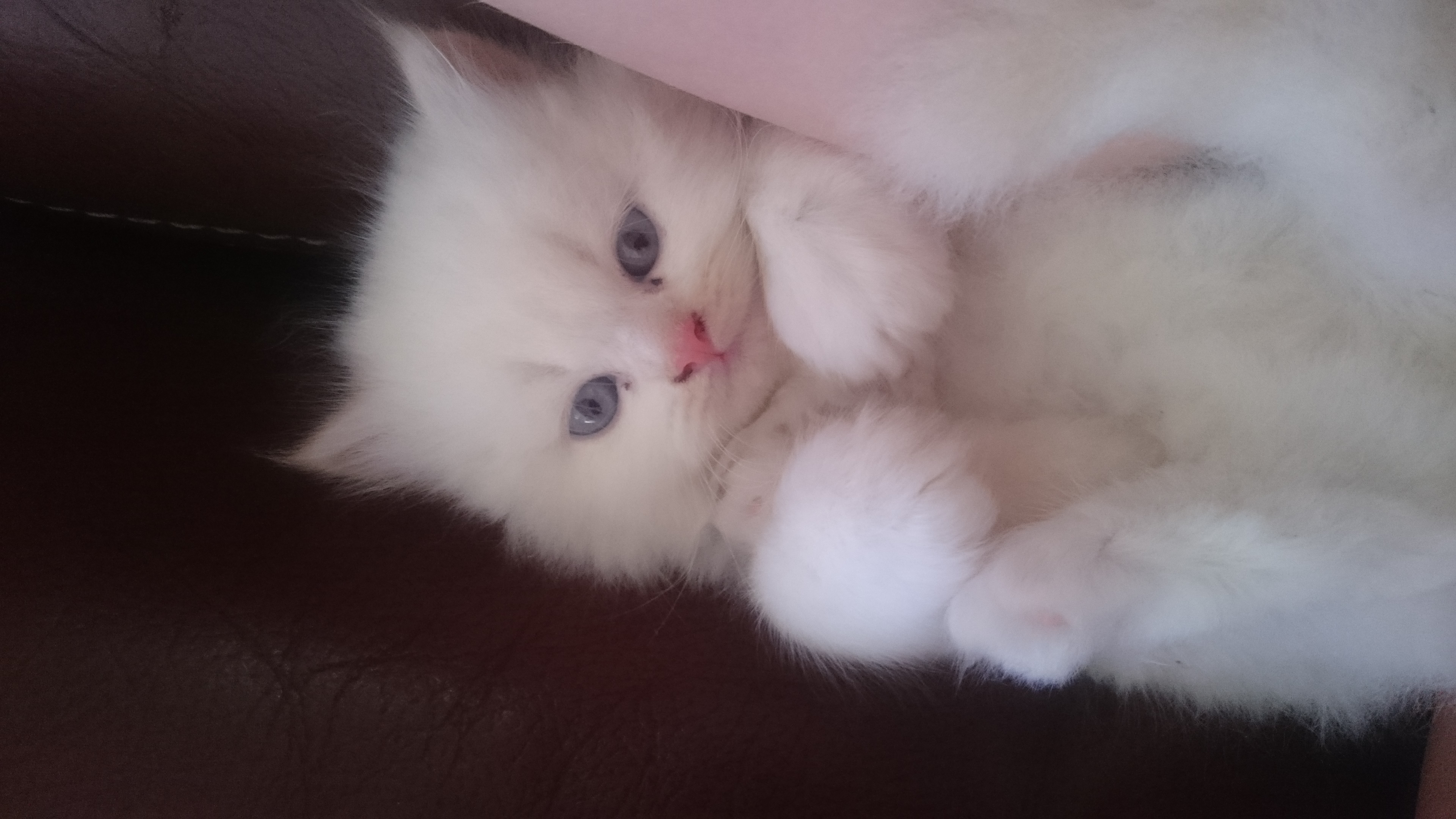 Маленький вислоухий пушистый котёнок белый с голубыми глазами