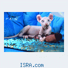 Котята Sphynx, Elf, DWELF.